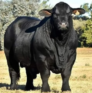 I recently spent $6,500 on this registered Black Angus bull.