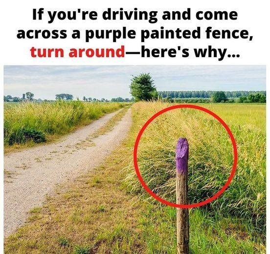 If You See a Painted Purple Fence, This Is What It Means