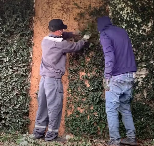 Men start cutting overgrown bush and unveil abandoned house inside
