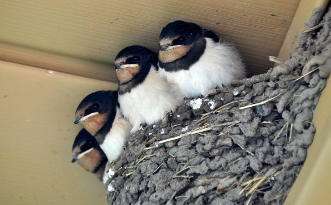 Swallows Build Nests On The Roof Of Your House And You Don’t Know Why?: Reasons You Need To Pay Attention To!