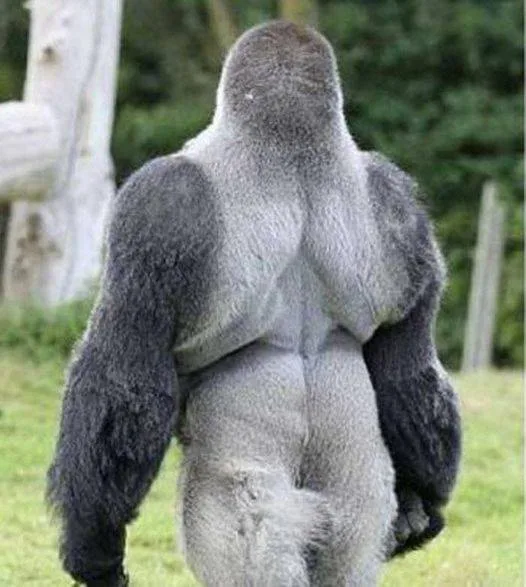 People are adoring this gorilla everywhere. Simply wait for him to turn around, and you’ll see why.