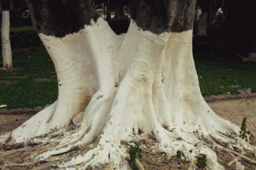 If You Spot White-Painted Trees, Here’s What It Means