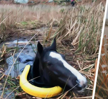 Man Rescued a Trapped Crying Wild Horse. How It Thanked Him is Unbelievable