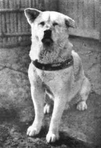 Rare Photos Of Hachiko Patiently Waiting For His Owner Have Surfaced And It’s Heartbreaking To See