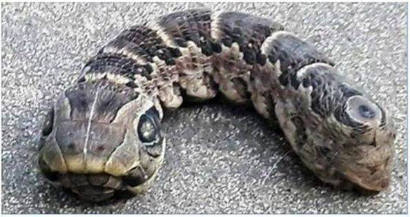 What on Earth is this? Woman discovers creepy ‘snake’ with two heads in her garden