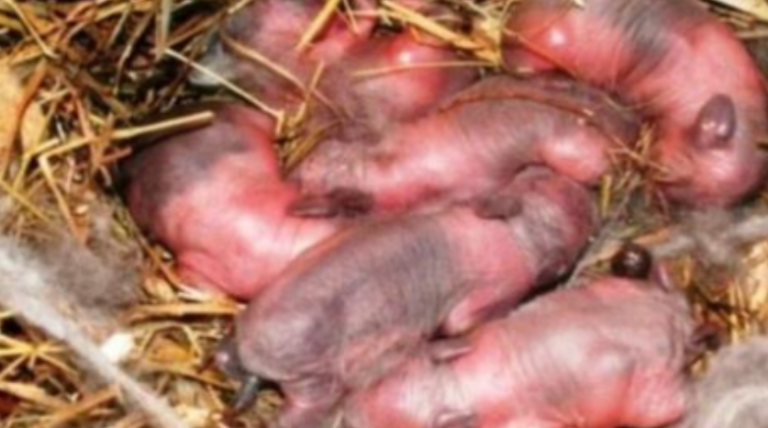 Farmer found newborn “puppies” in a field: after a while it dawned on him that they are not puppies!