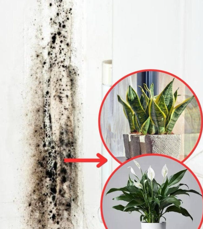 6 Houseplants That Naturally Remove Black Mold From Bathrooms And Walls