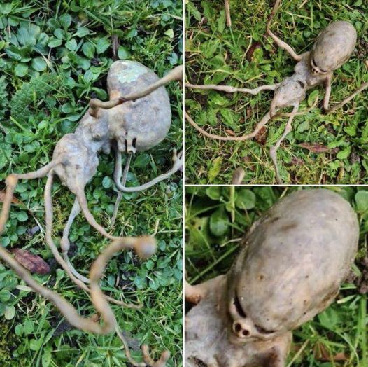 Neighbor finds ‘alien’ object in their backyard that has the internet stumped