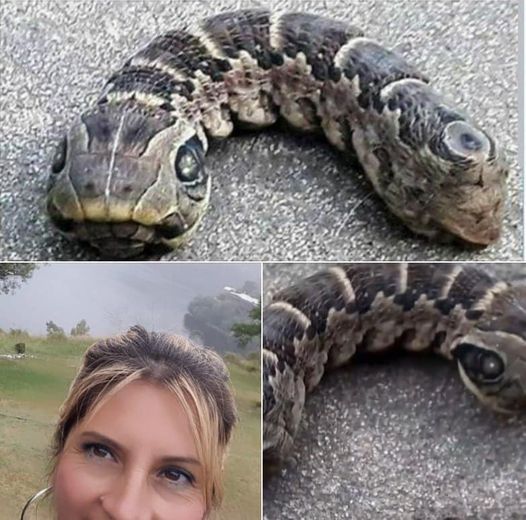 Woman discovers strange snake-like creature – you won’t believe what it really is