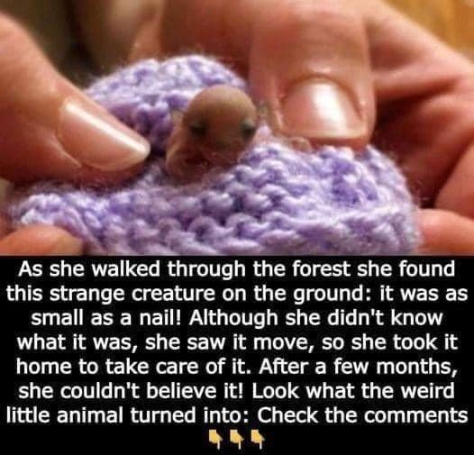 It was as little as a nail when she discovered it on the ground while walking through the forest.