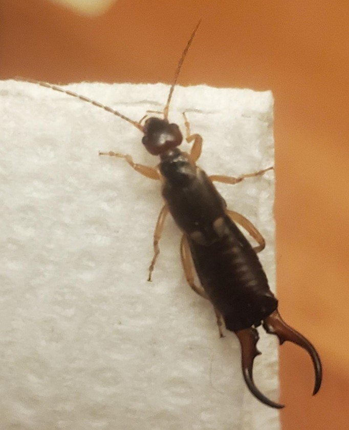 How To Get Rid Of Earwigs With One Simple Ingredient