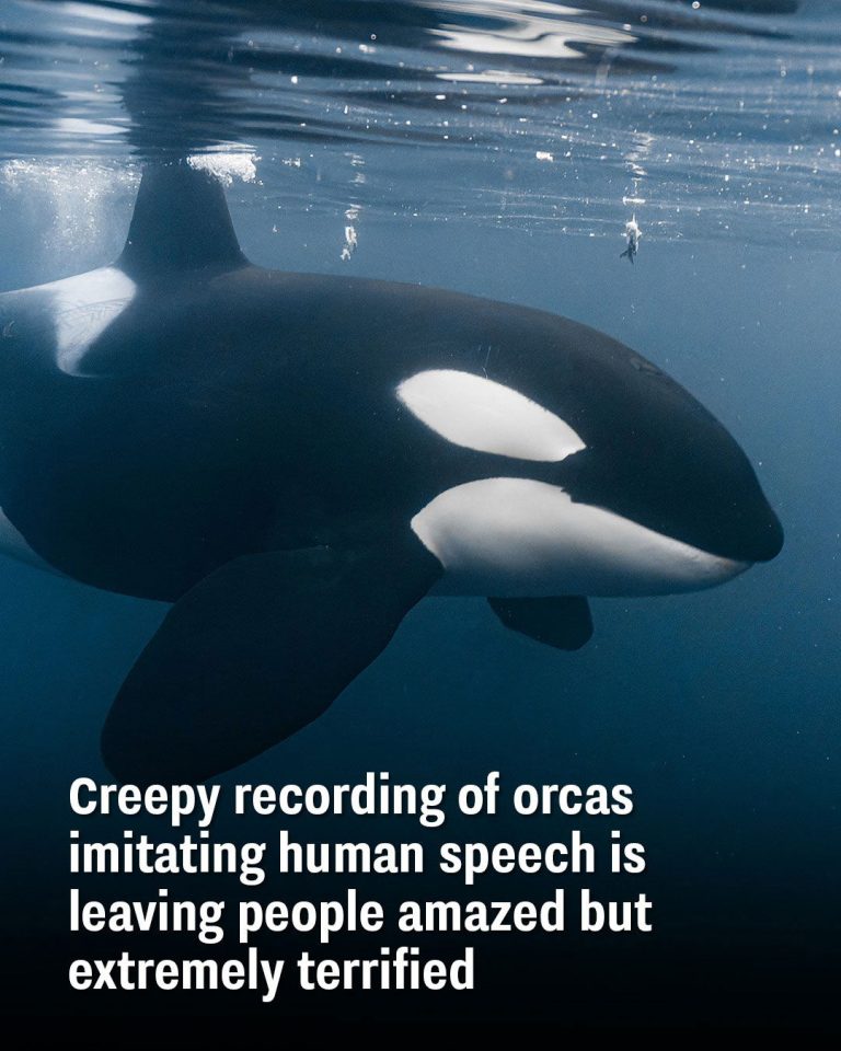 Terrifying Orca Recording Imitating Human Speech Stuns and Freaks People Out