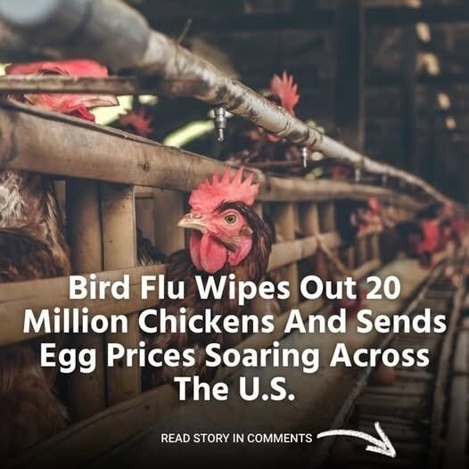 Egg Prices Soar as Avian Flu Outbreak Devastates US Poultry Farms