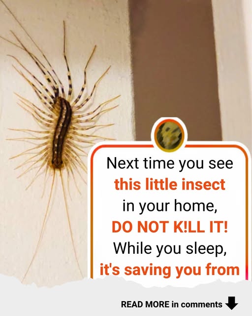 One Insect You Should Never Harm if You Spot It in Your House