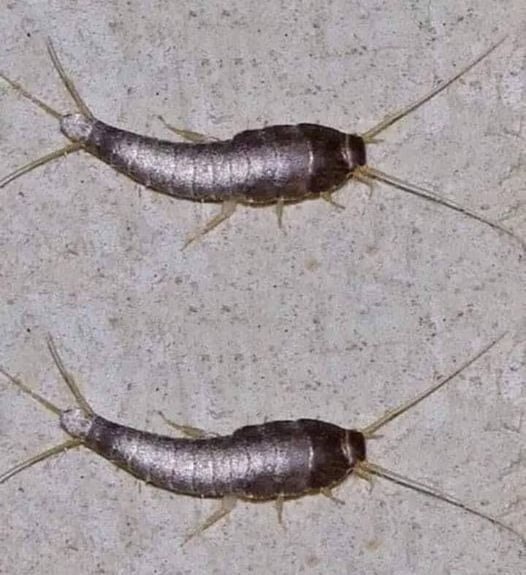 Silverfish: if This Animal Comes to Your Home