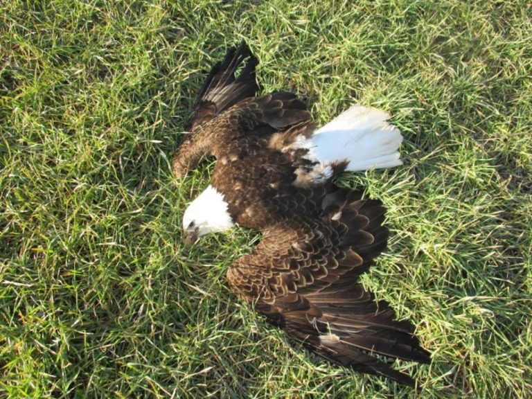 13 Bald Eagles Discovered Dead In Field, Authorities Investigate Farmers And Determine Cause Of Death