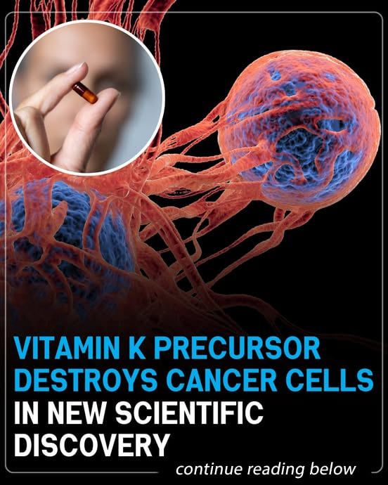 Vitamin K Precursor Destroys Cancer Cells In New Scientific Discovery