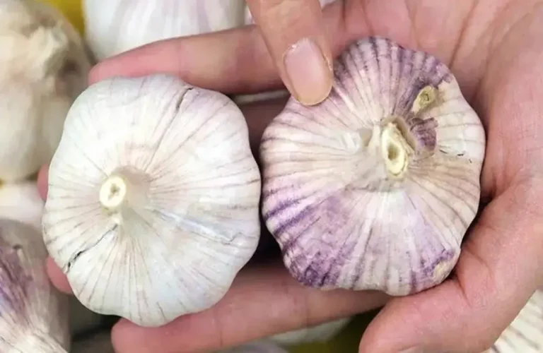 When buying garlic, is white or purple skinned garlic better?