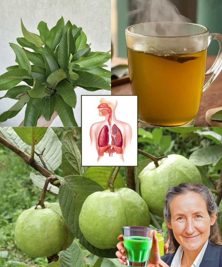 Guava Leaf Tea: A Natural Remedy for 12 Common Health Issues