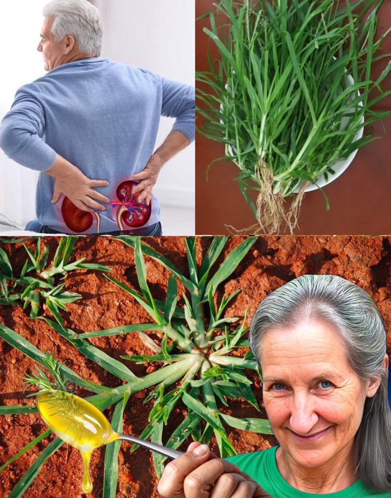 Goosegrass (Eleusine indica): The Unsung Hero for Kidney Health