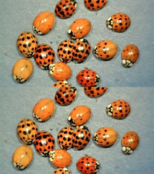 What It Means If You See a Yellow Ladybug