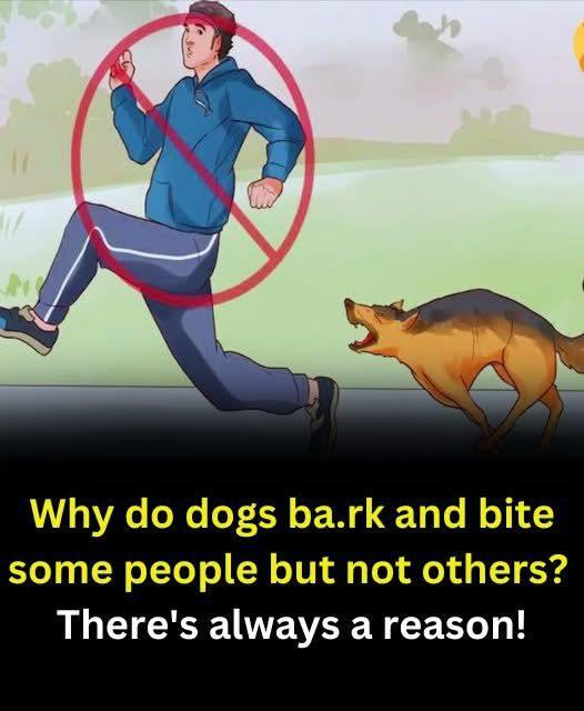 The reason dogs often chase people