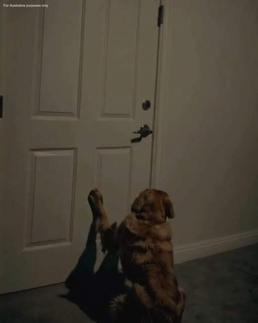 My Boyfriend Insisted His Locked Room Was “Just for Storage,” but His Dog Showed Me What Was Really There