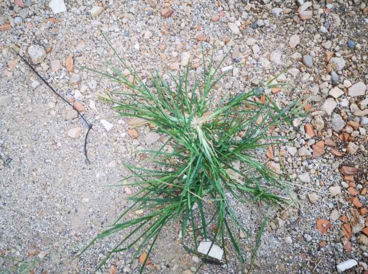 Goosegrass: Health Benefits and Uses