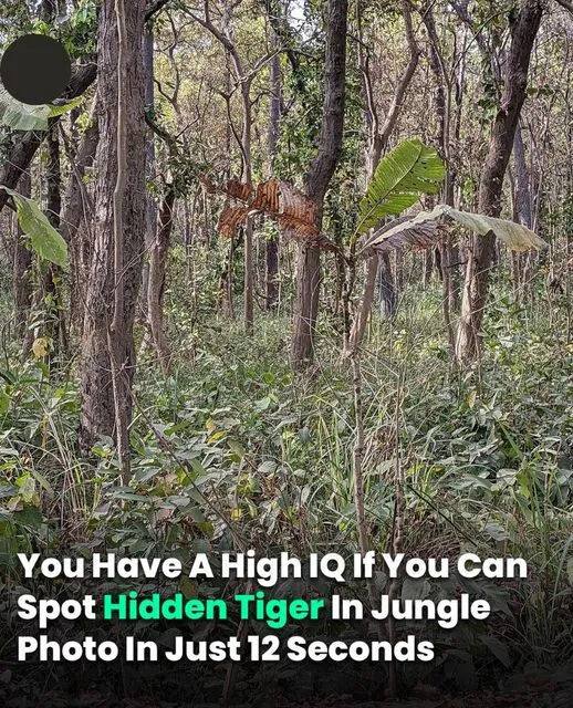 Can You Spot Hidden Tiger In Jungle Photo