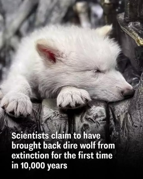 Scientists claim to have brought back dire wolf from extinction for the first time in 10,000 years