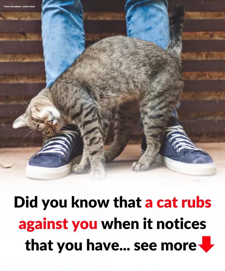 Behavior: My cat is rubbing and scratching against me… What does it mean?