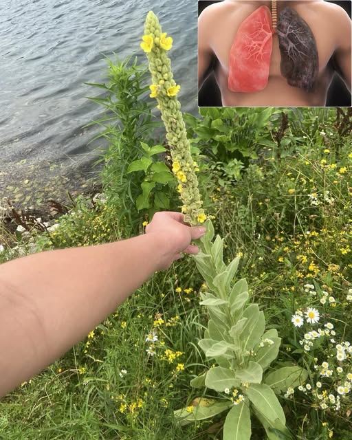 Mullein Uses and Plant Monograph