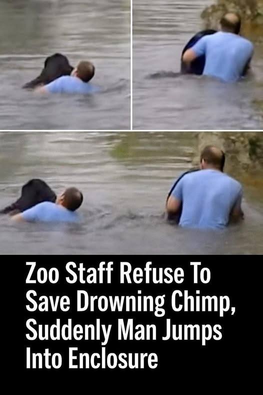 “Zookeepers Stand By as Chimp Drowns—Until a Brave Truck Driver Leaps Into Action”