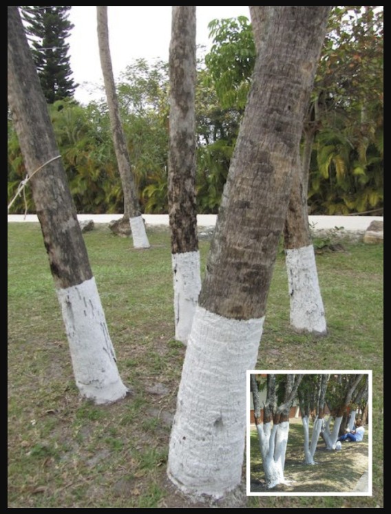 If You Spot A Tree Painted White, Here’s What It Means