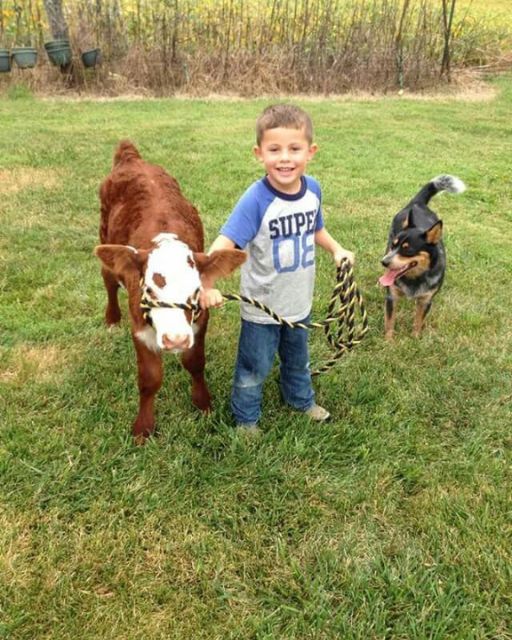 HE NAMED THE CALF “BUTTONS”—BUT ONCE THE TRUCK PULLED UP, GRANDPA WOULDN’T LOOK HIM IN THE EYE