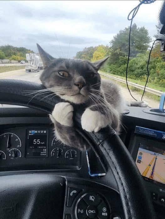 I found him on a rainy morning, abandoned near a gas station by the highway.