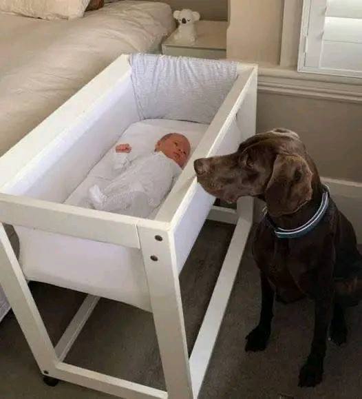 They caught their newly adopted stray dog biting from their newborn baby’s crib in the middle of the night. When they looked more closely at the baby and saw what the dog did, they began to cry: -> check the comments