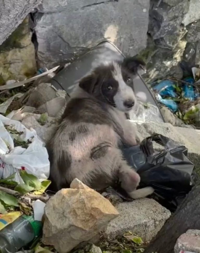I Saved a Tiny Puppy Left to Die in a Dumpster — But What the Camera Caught Afterwards Took My Breath Away